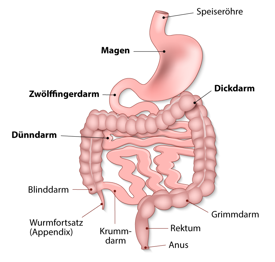 Der Magen-Darm-Bereich hat einen komplexen Aufbau. 